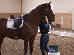 2017 Ponygames
